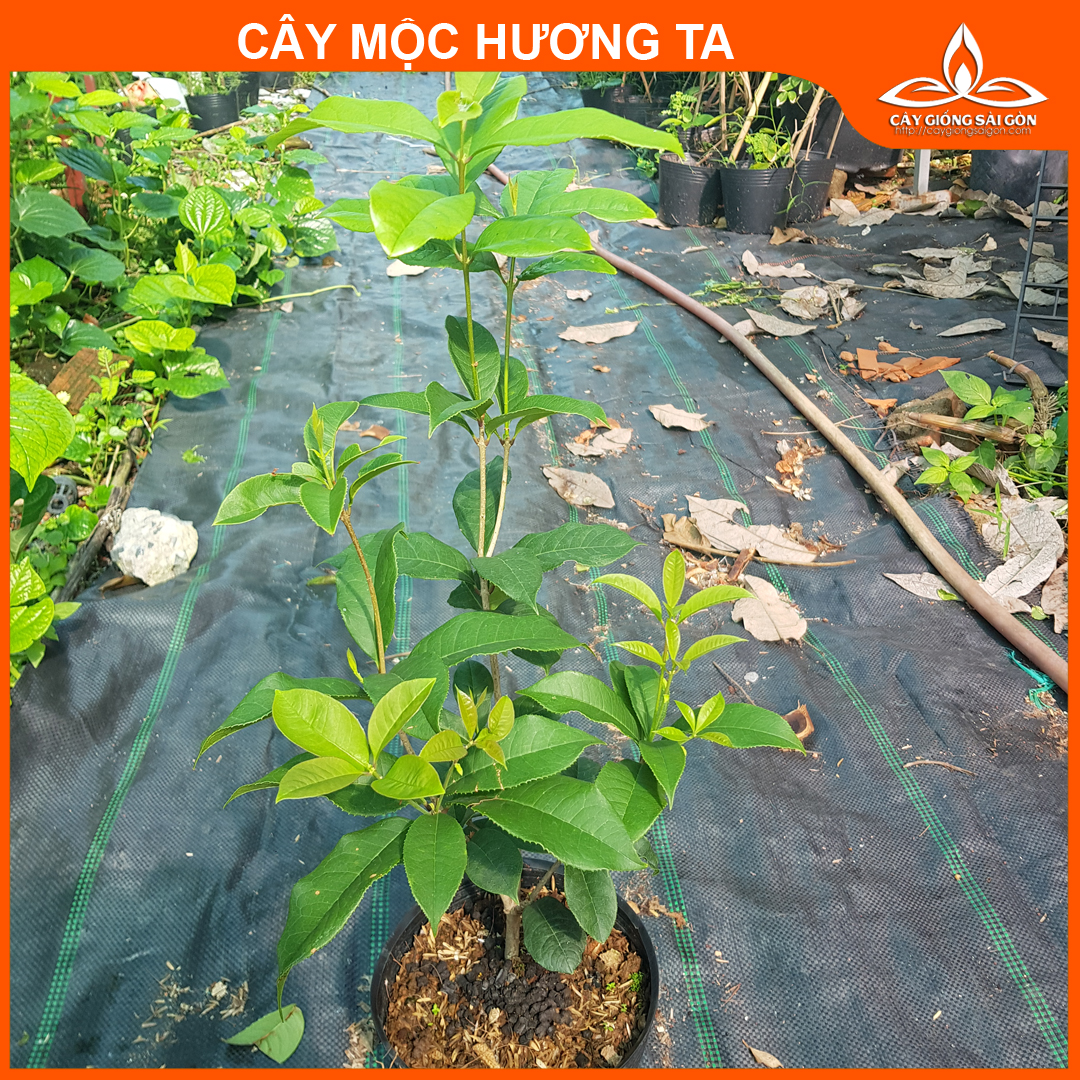 (Ảnh cuối - HCM) Combo 2 cây mộc hương ta 45-50cm hoa thơm