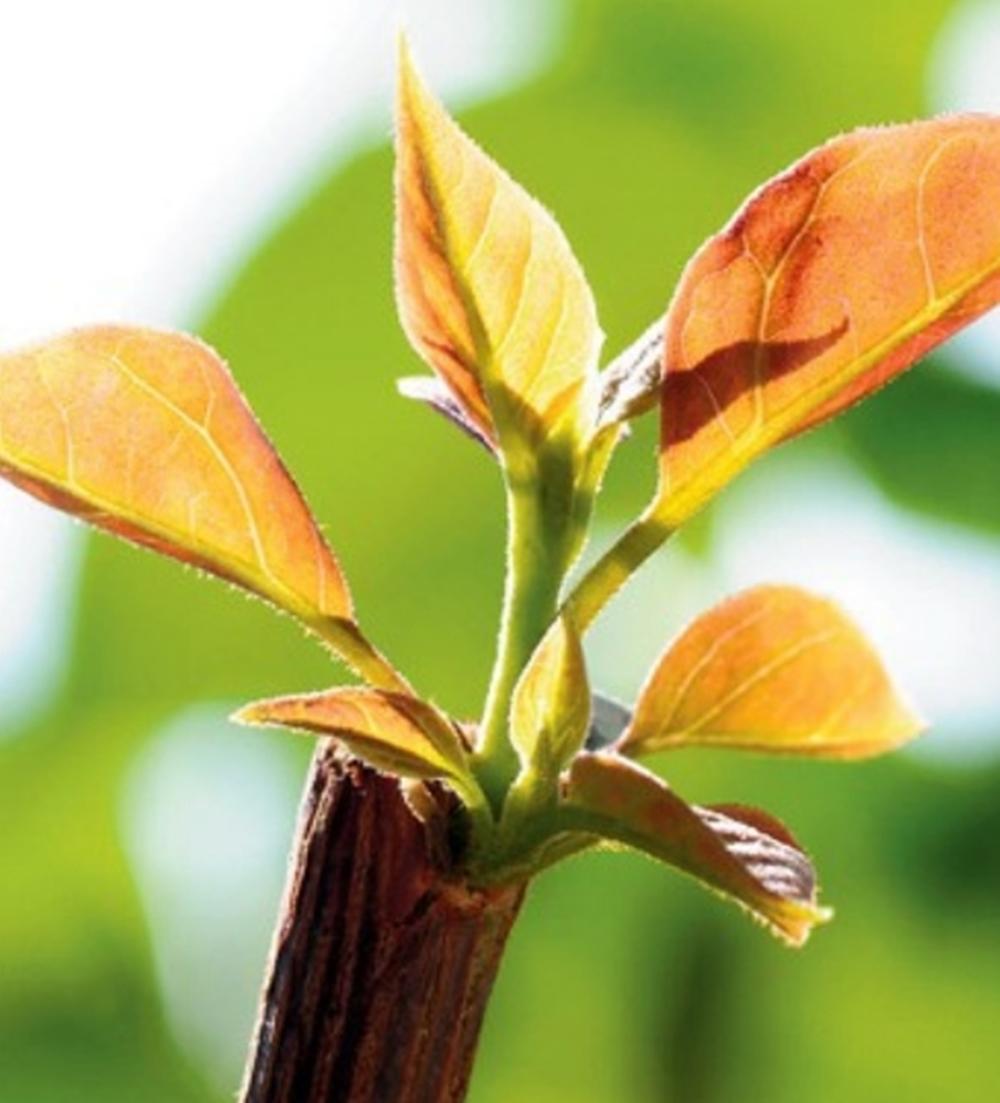 Chế phẩm GA3 kích thích bật chồi cây trồng cực mạnh - Hàng chuẩn