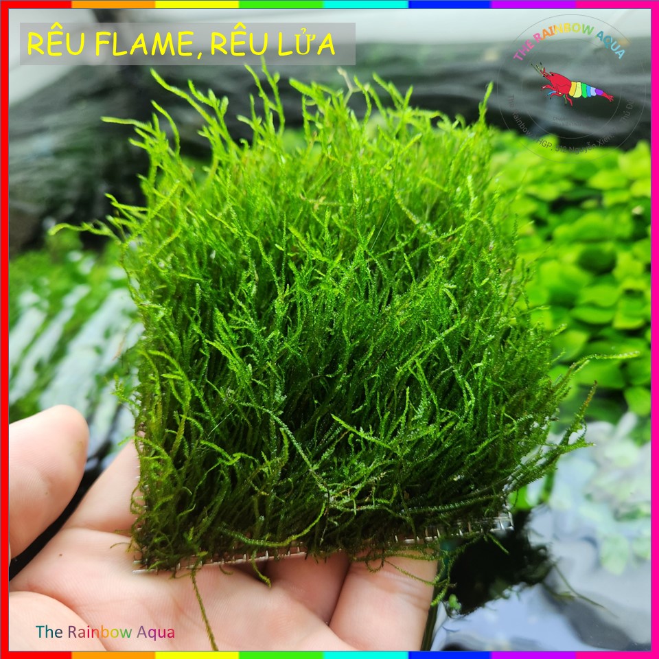 Rêu Flame, Rêu lửa | 1 Vỉ (Size 8x8 cm) | Rêu trải nền thủy sinh, gắn đá, lũa,...