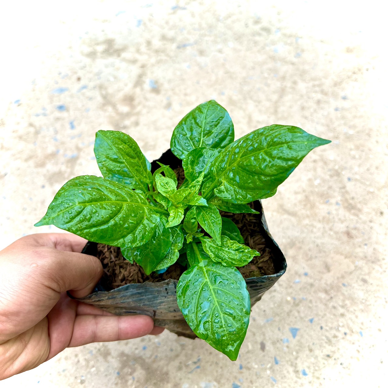 Cây ớt Peru Charapita quả đỏ - siêu cay và thơm (ảnh thật số 2)