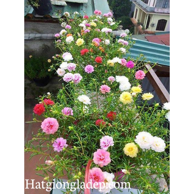 Hạt Giống Hoa Mười Giờ Mỹ Kép Mix
