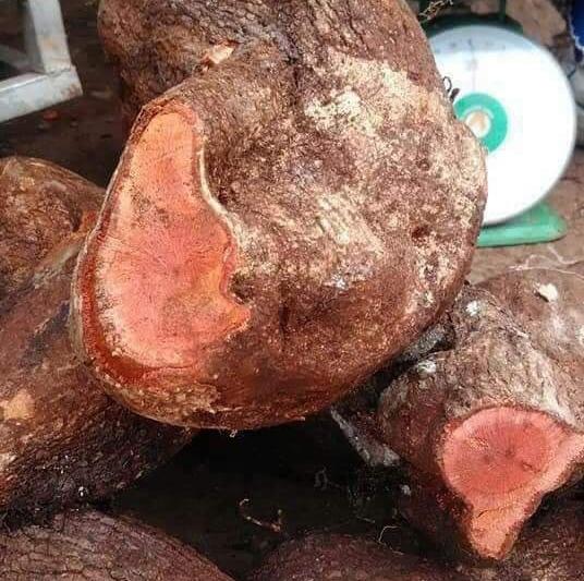 2kg tầm gửi nghiến tươi