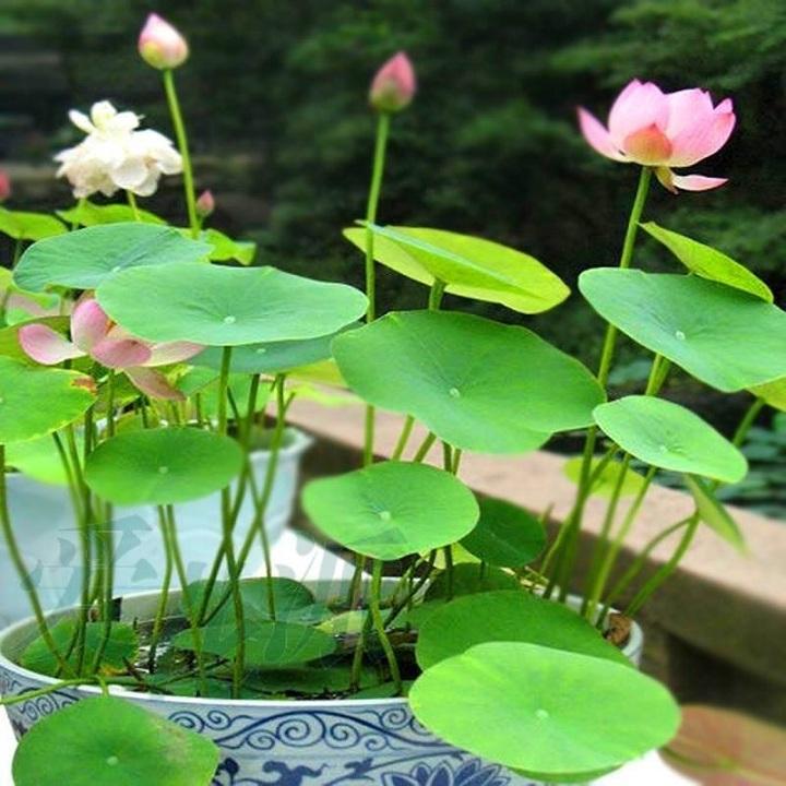 Hạt giống sen nhật mini - 10 hạt