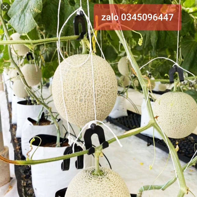 100 cái || móc treo quả dưa lưới, dưa lê