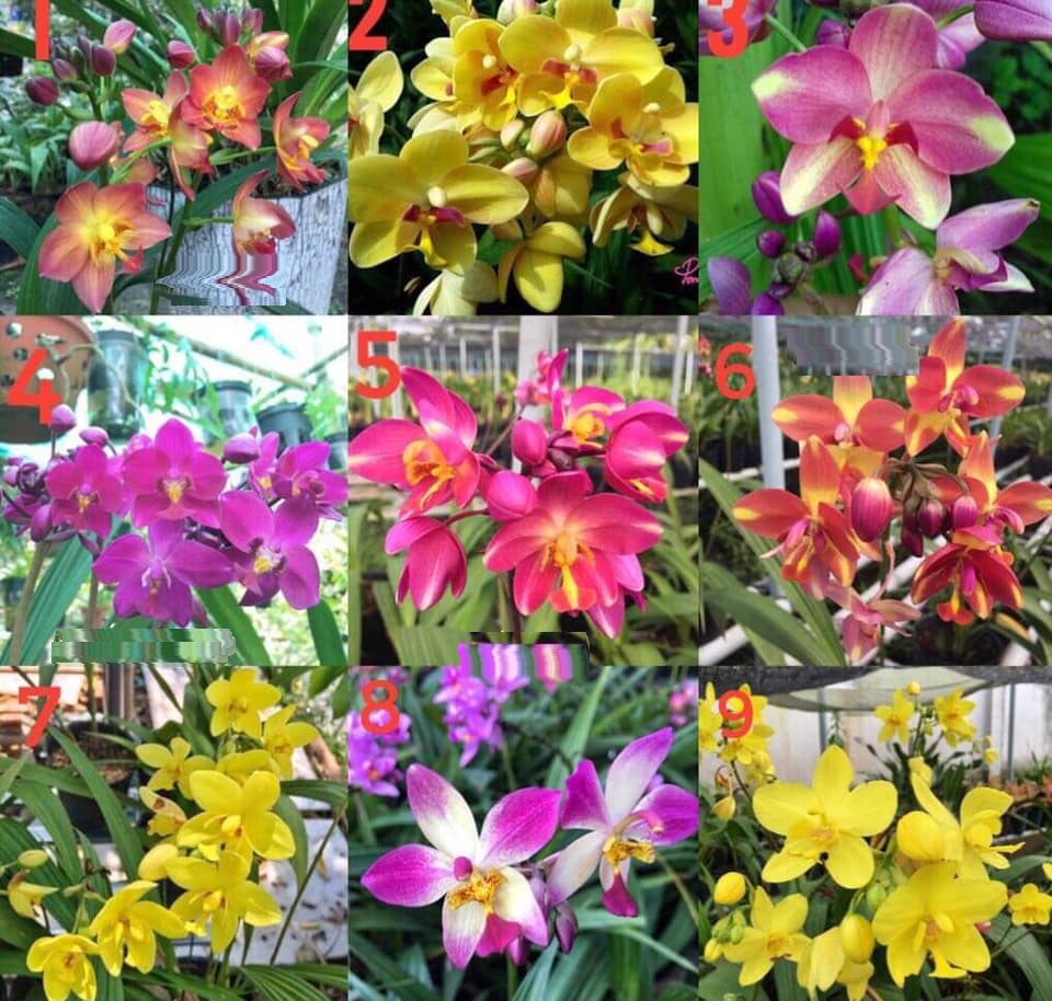 CHẬU HOA ĐỊA LAN CHU ĐỈNH TRẮNG