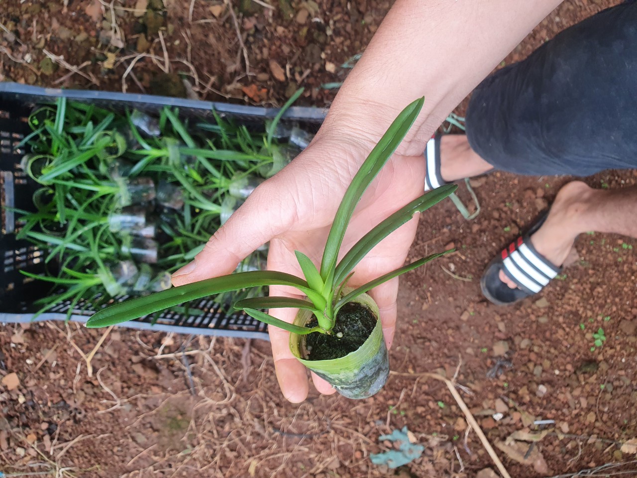 kiếm cặp lai cym 17