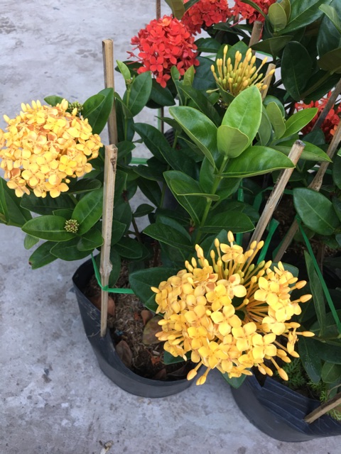 Hoa mẫu đơn vàng lá trung siêu bông
