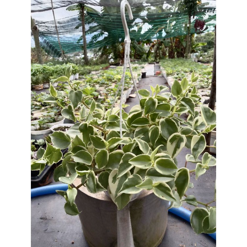 Cây  Trầu Bà Càng Cua Cẩm Thạch Chậu Treo
