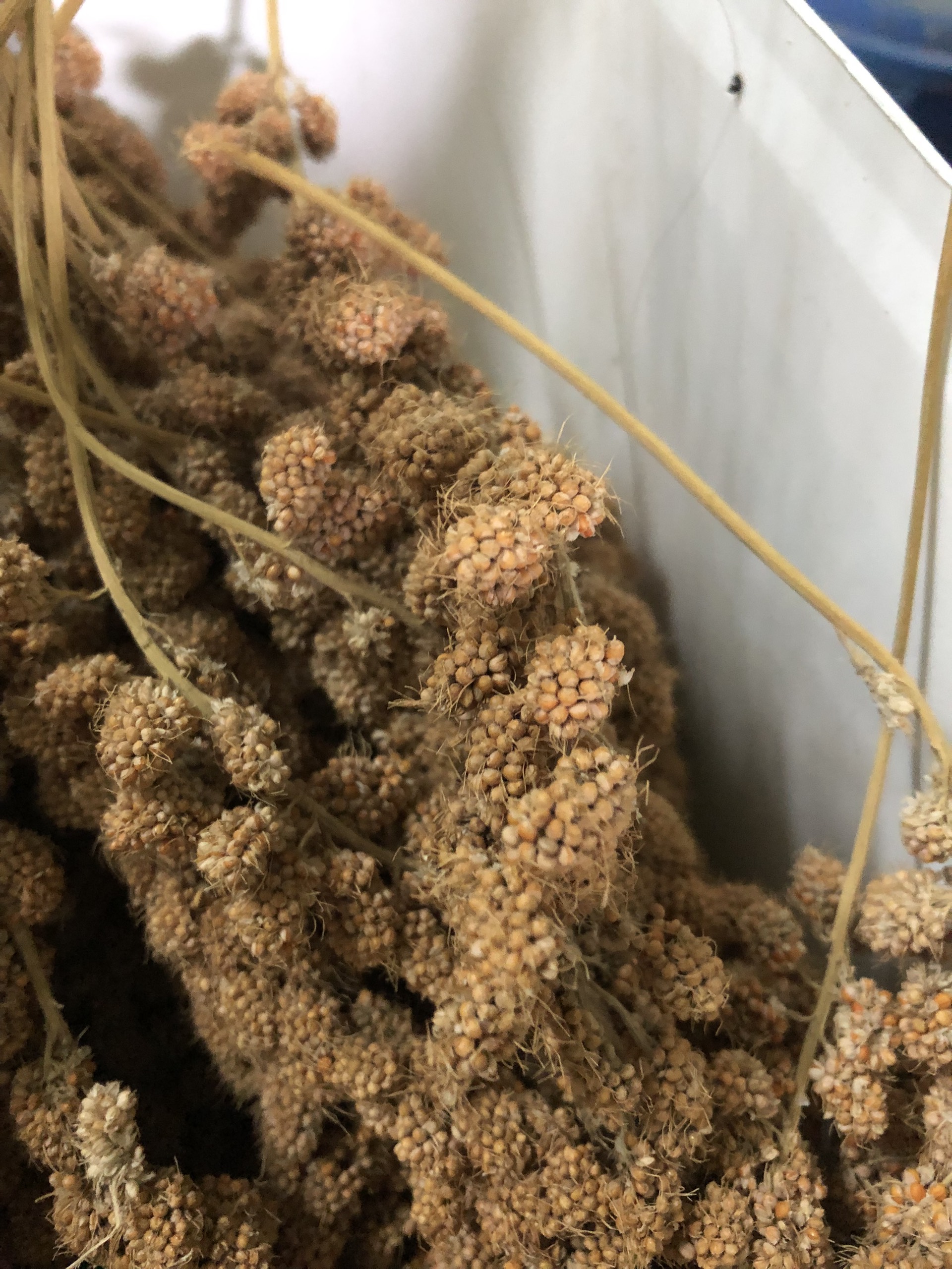 Kê chùm gói 500g/1kg