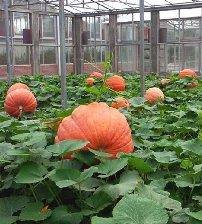 " Gói 5 "Hạt giống bí ngô khổng lồ ( bí đỏ khổng lồ ) [Seeds]