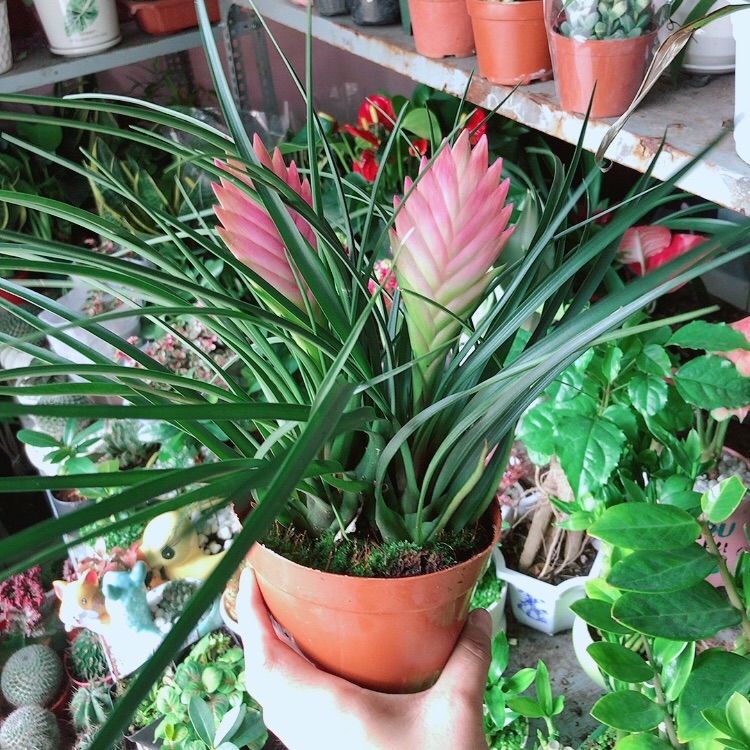 Thẻ Bài Hồng Hàng Đẹp Bán Chạy