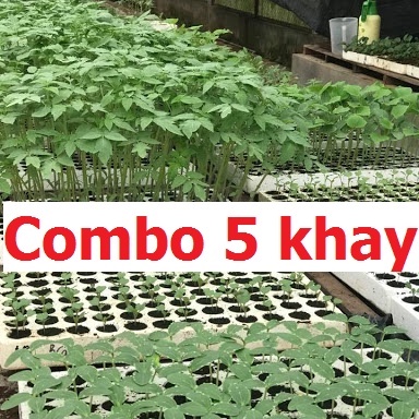 Combo 5 khay xốp, vỉ xốp ươm hạt 84 lỗ, 112 lỗ, 209 lỗ