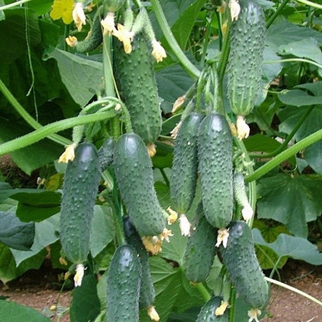 Hạt giống dưa leo chùm - dưa leo bao tử F1 VTP56 | Vạn Tín Store