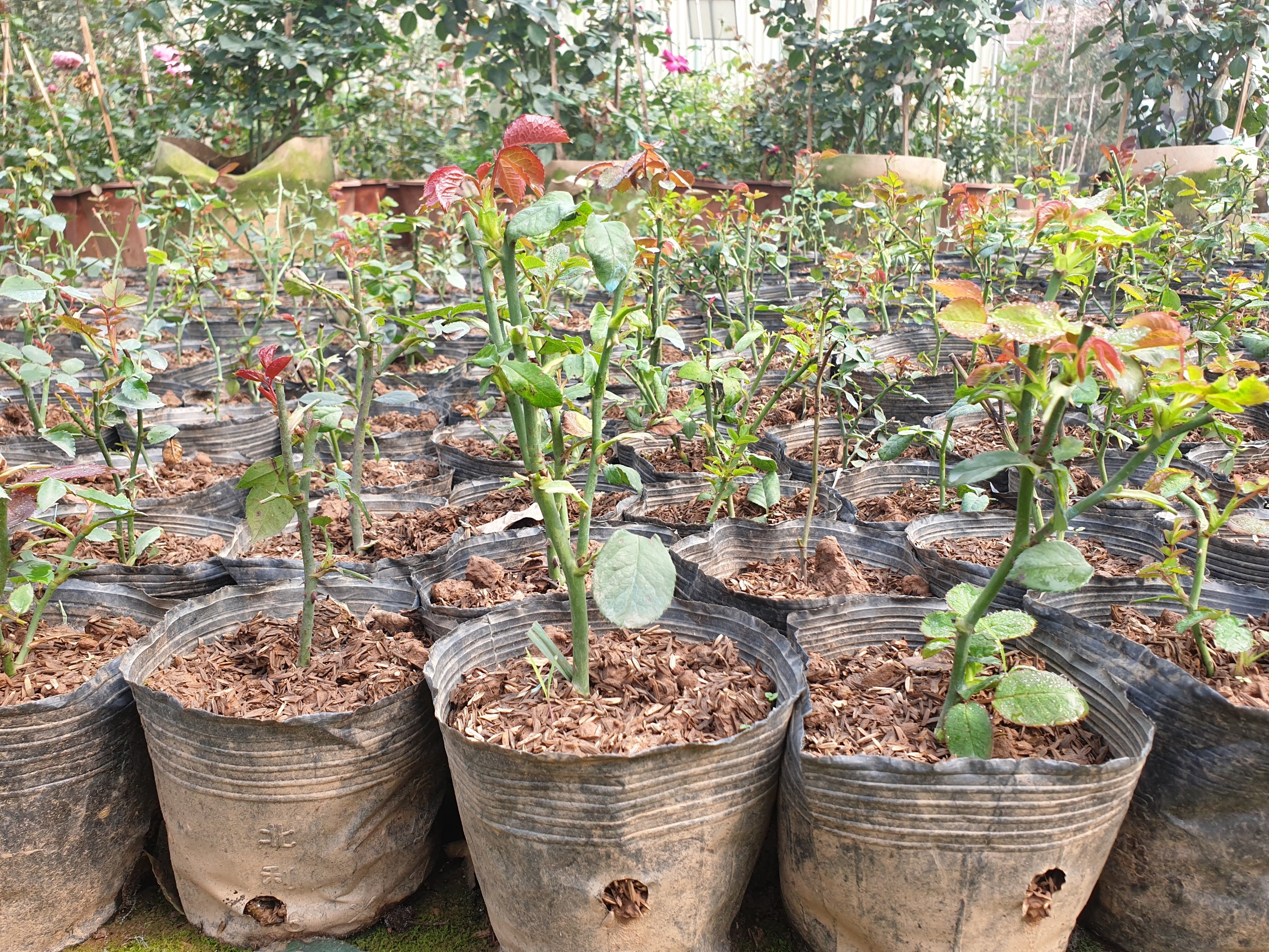 3 bầu hoa hồng leo Pompadour Pháp thơm nức