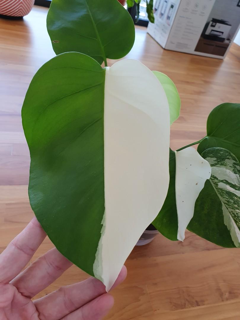 Trầu Bà Lá Xẻ Var (Monstera Albo)