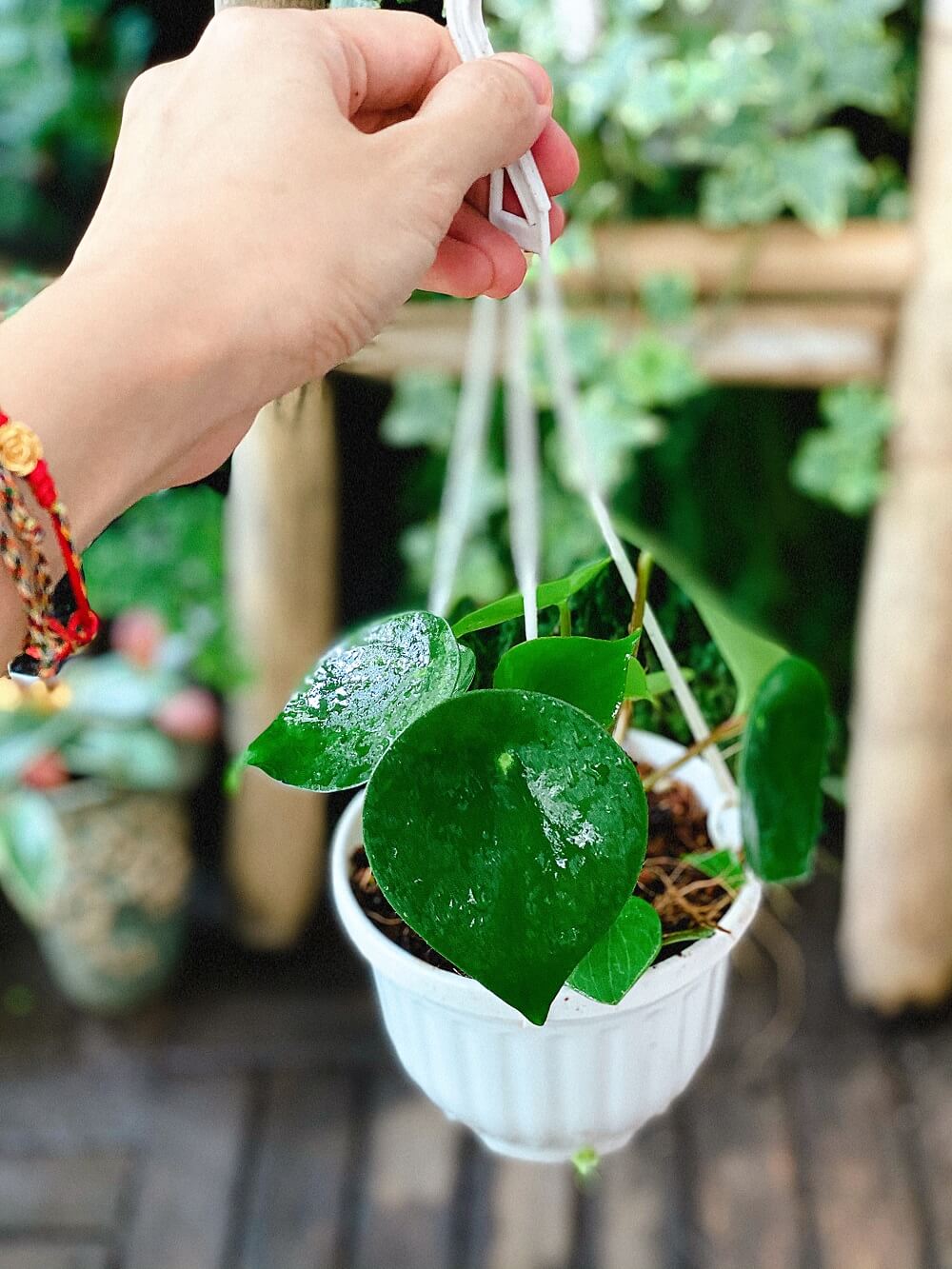 Cây Peperomia polybotrya Raindrop (Cây Giọt Mưa) chậu treo bí ngô
