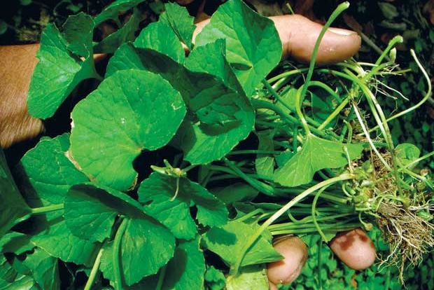 Rau má khô (Rau má mọc tự nhiên) 1 Kg