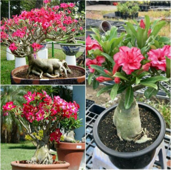 Combo 5 Cây Sứ Thái Giống 13- 15cm