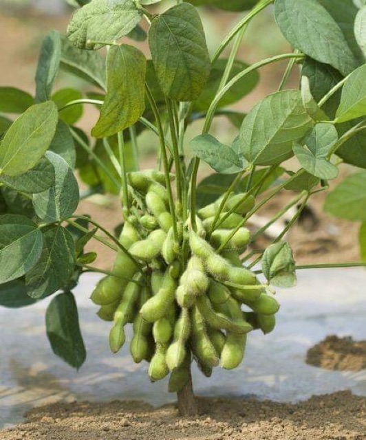 Hạt Giống Đậu Nành Rau