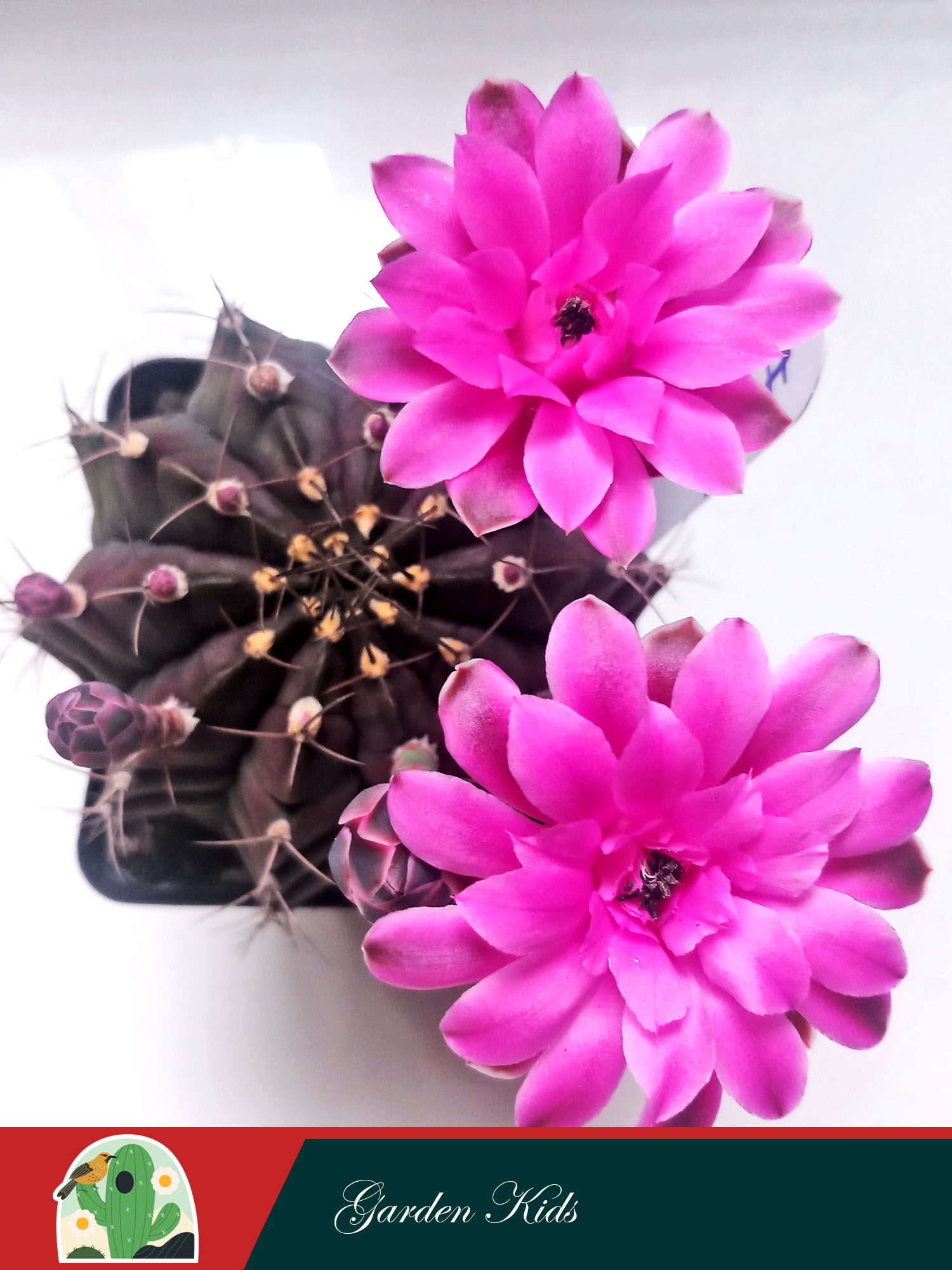 Xương rồng Gymnocalycium Anisitsii (Hoa và cây màu ngẫu nhiên; Không chậu)