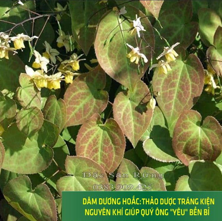 Lá Dâm Dương Hoắc ( 500g ) - Bổ Thận , Tăng sinh lý