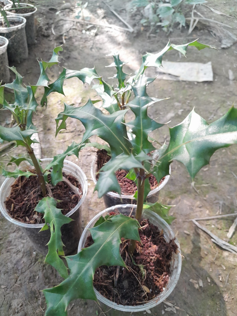 Cây Ô Rô giống, dùng làm dược liệu ( ô rô gai, ô rô hoa nhỏ, sơn ngưu bàng, cây ắc ó)
