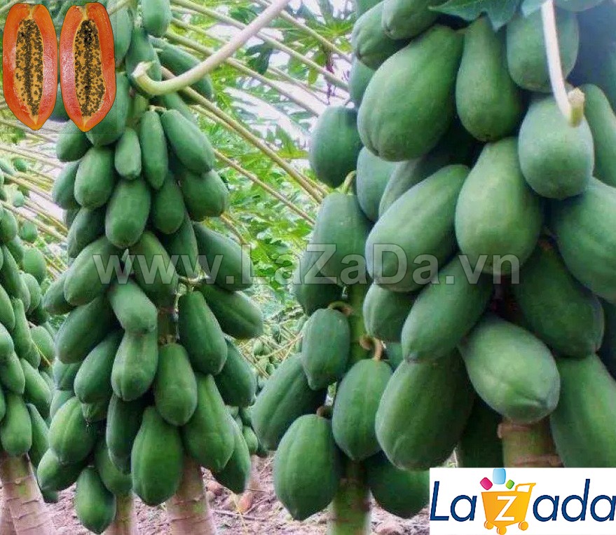 5GR 330.HẠT Hạt Giống Đu Đủ Lùn Ruột Đỏ Trái Lớn (| TL*X34)