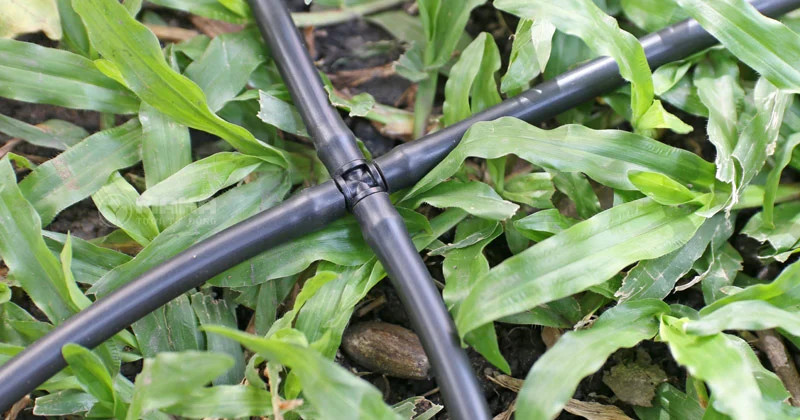 CO CHIA 4 ỐNG 4MM ANTELCO
