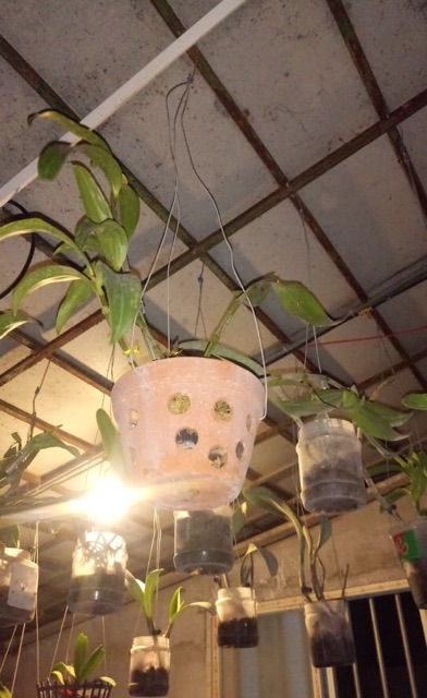 Hoa lan kiều vàng