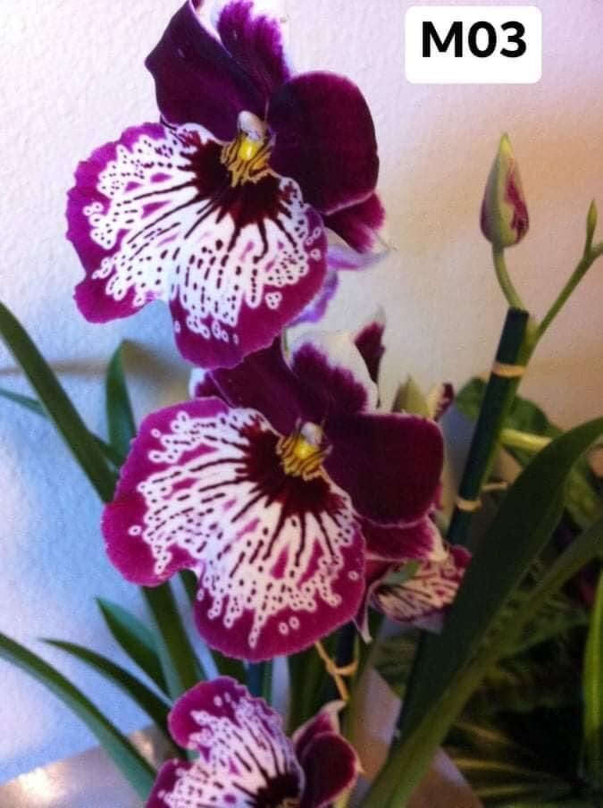 Hoa lan vũ nữ motonia(4 cây) cực thơm qq