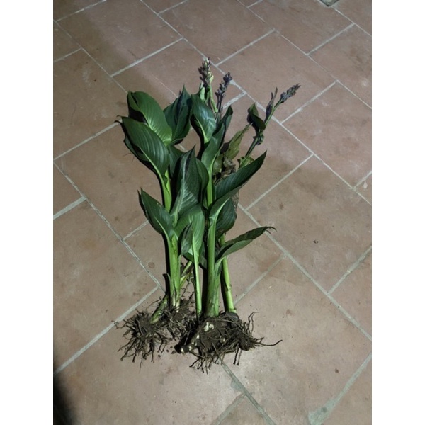 cây chuối hoa ( gốc giống) mua 5 tặng1