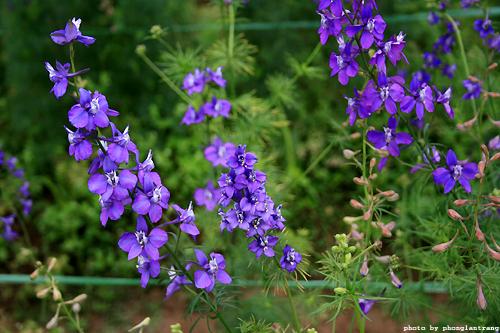 [Mới] - Hạt giống hoa violet  giá rẻ