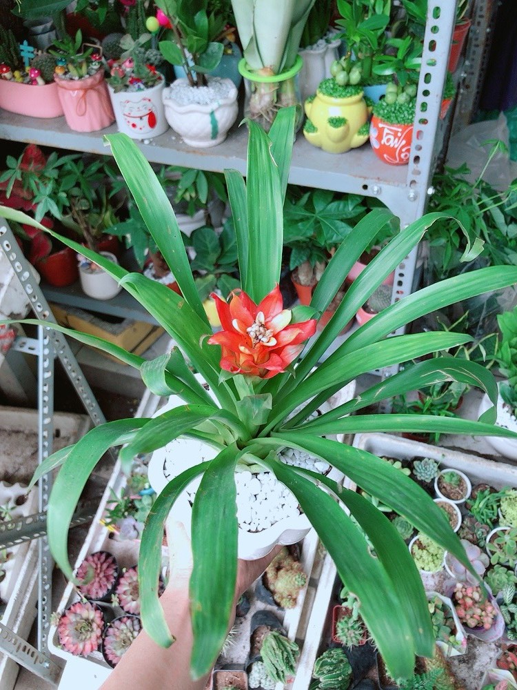 Chậu Phong Lộc Hoa Chậu Sứ