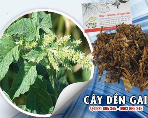 Cây dền gai khô 1kg - công ty thảo dược thanh bình