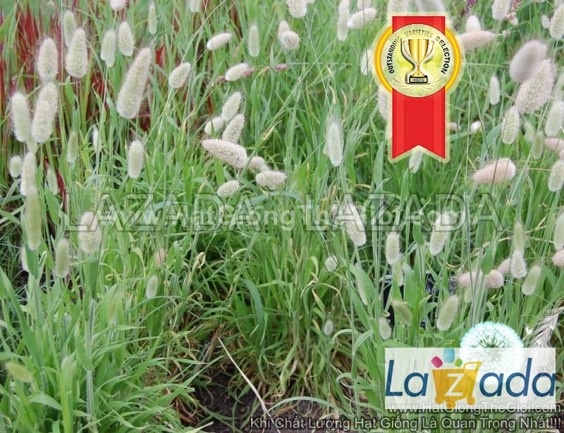 100h Hạt Giống Cỏ Đuôi Thỏ (C6.202| -KD: B19*V51*M006)