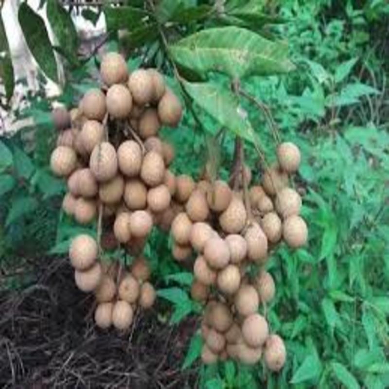 Cây giống nhãn lồng muộn - cây giống chuẩn f1