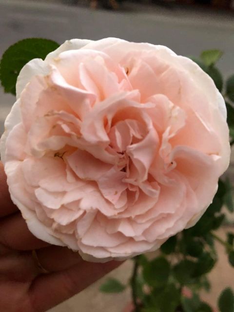 [ Xả - Cắt Lỗ ] Hoa Hồng Leo Ngoại Abraham Darby Rose