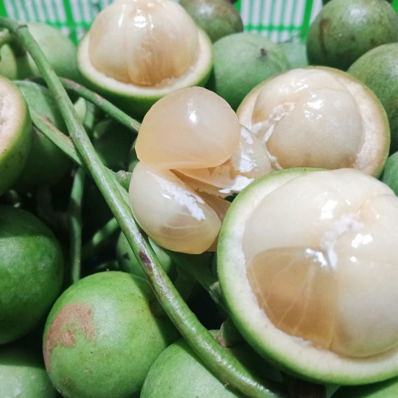 Cây giống cây dâu da xanh