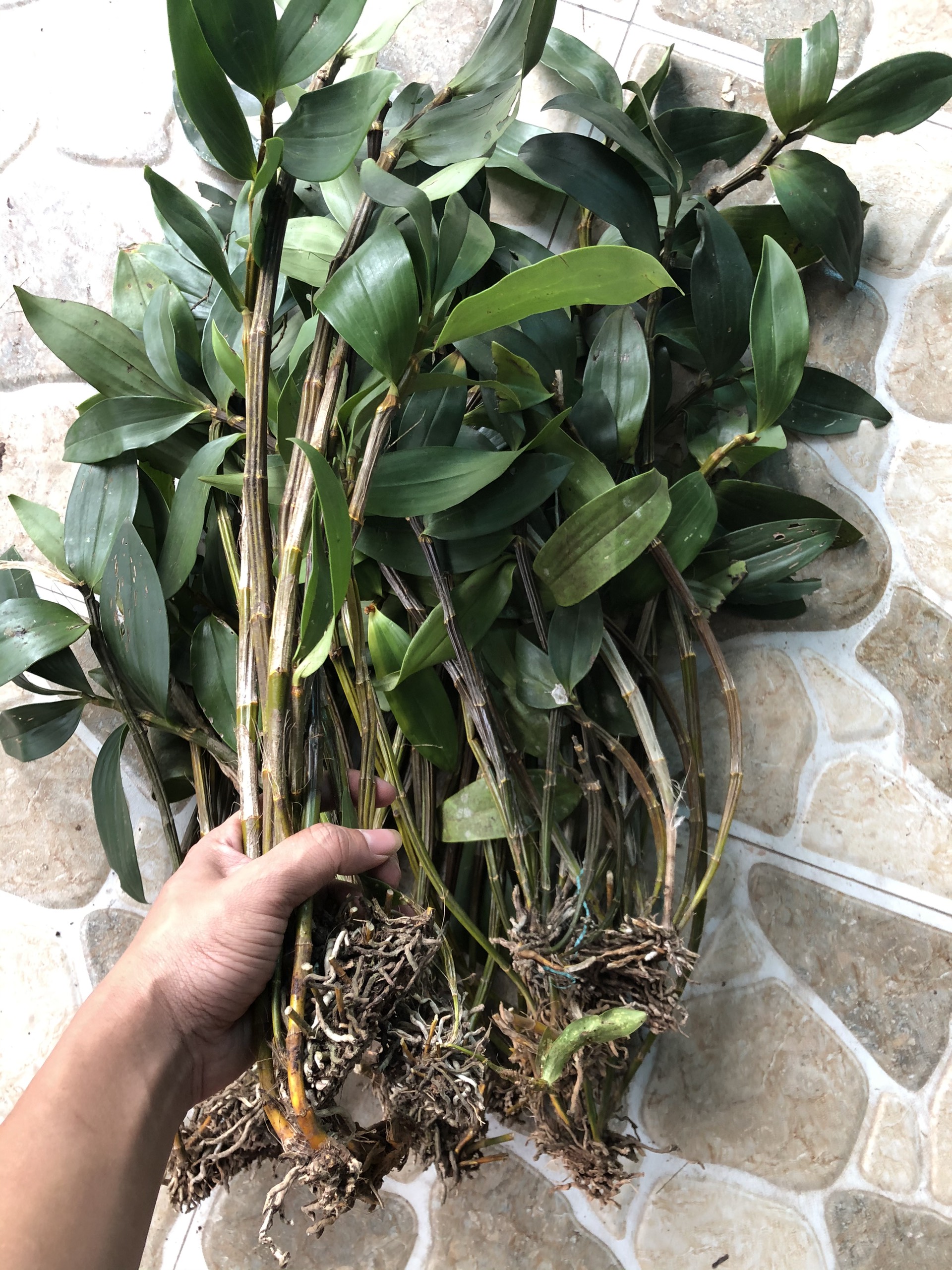 lan rừng kiều tua bó 200g 55k