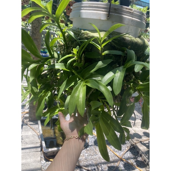 LAN TRẦM RỒNG ĐỎ CỰC ĐẸP