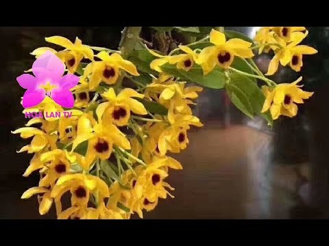Phi điệp TRẦM VÀNG, ki to khỏe hoa đẹp hiếm (ki dài 15-20cm)