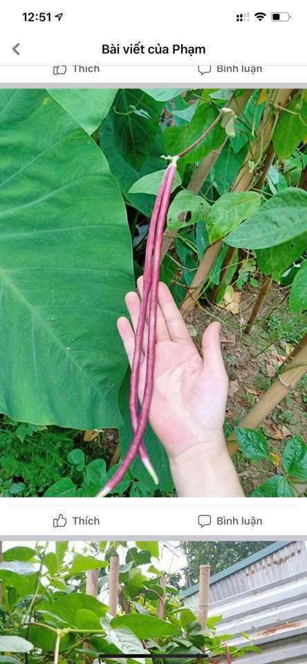 Hạt giống Đậu đũa tím (Thái Lan) 5gr