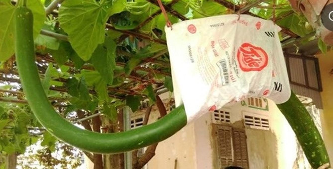 Hạt giống Bầu quả dài 2m