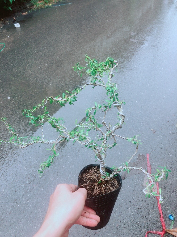 Cây Linh Sam Bonsai
