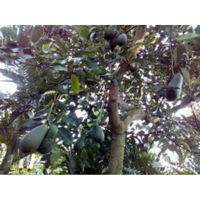 cây giống bơ hass úc