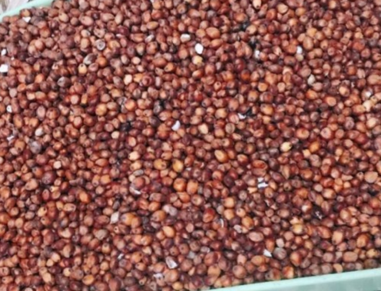 Hạt bo bo đỏ túi 1kg