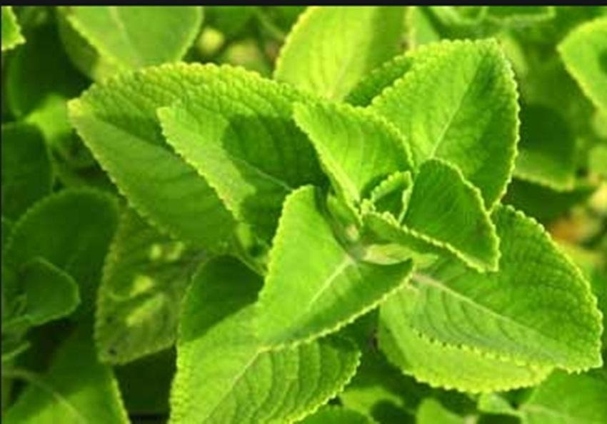 Hạt giống húng chanh mỹ
