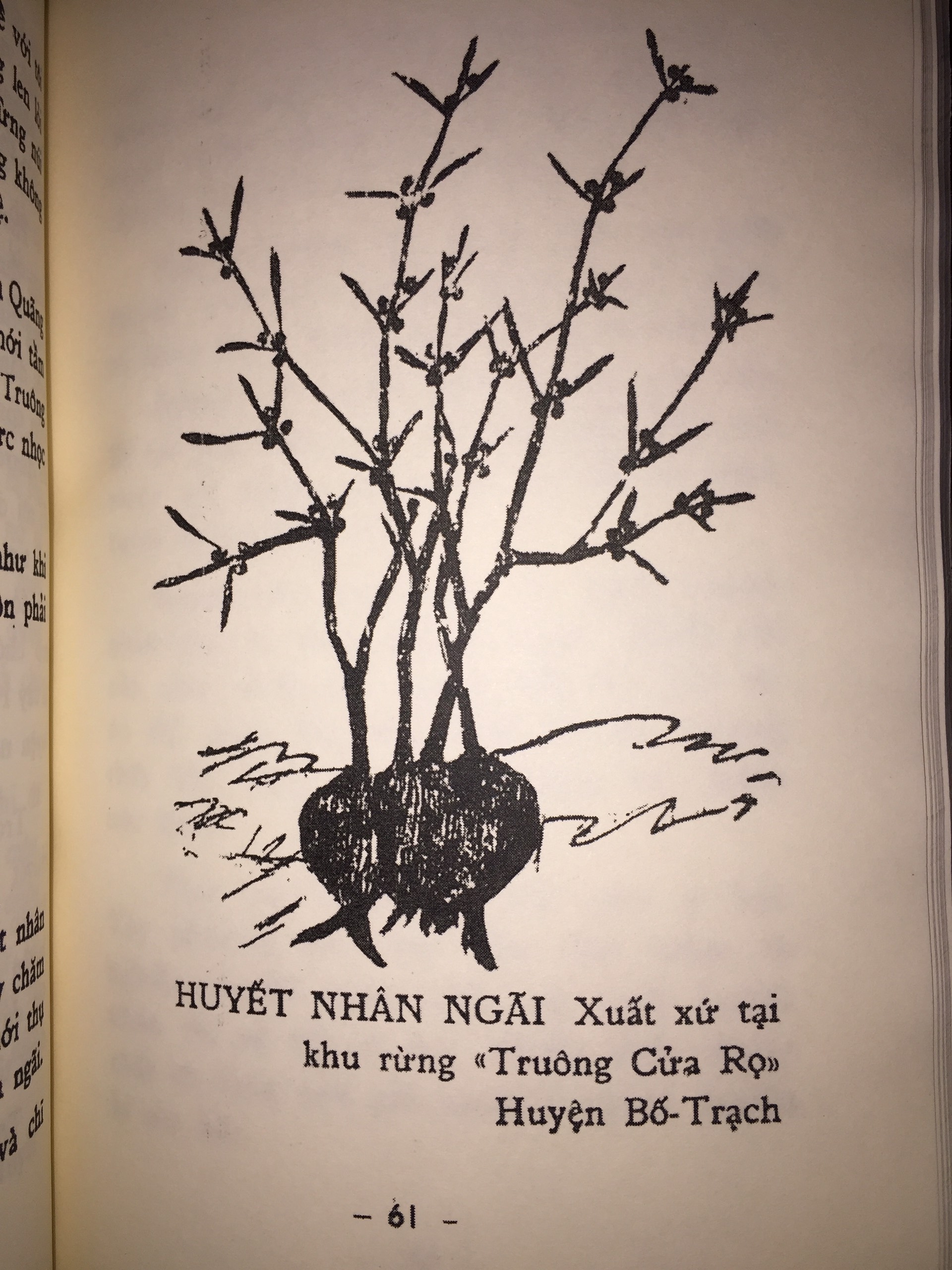 Tìm Hiểu Ngải Nghệ Huyền Bí