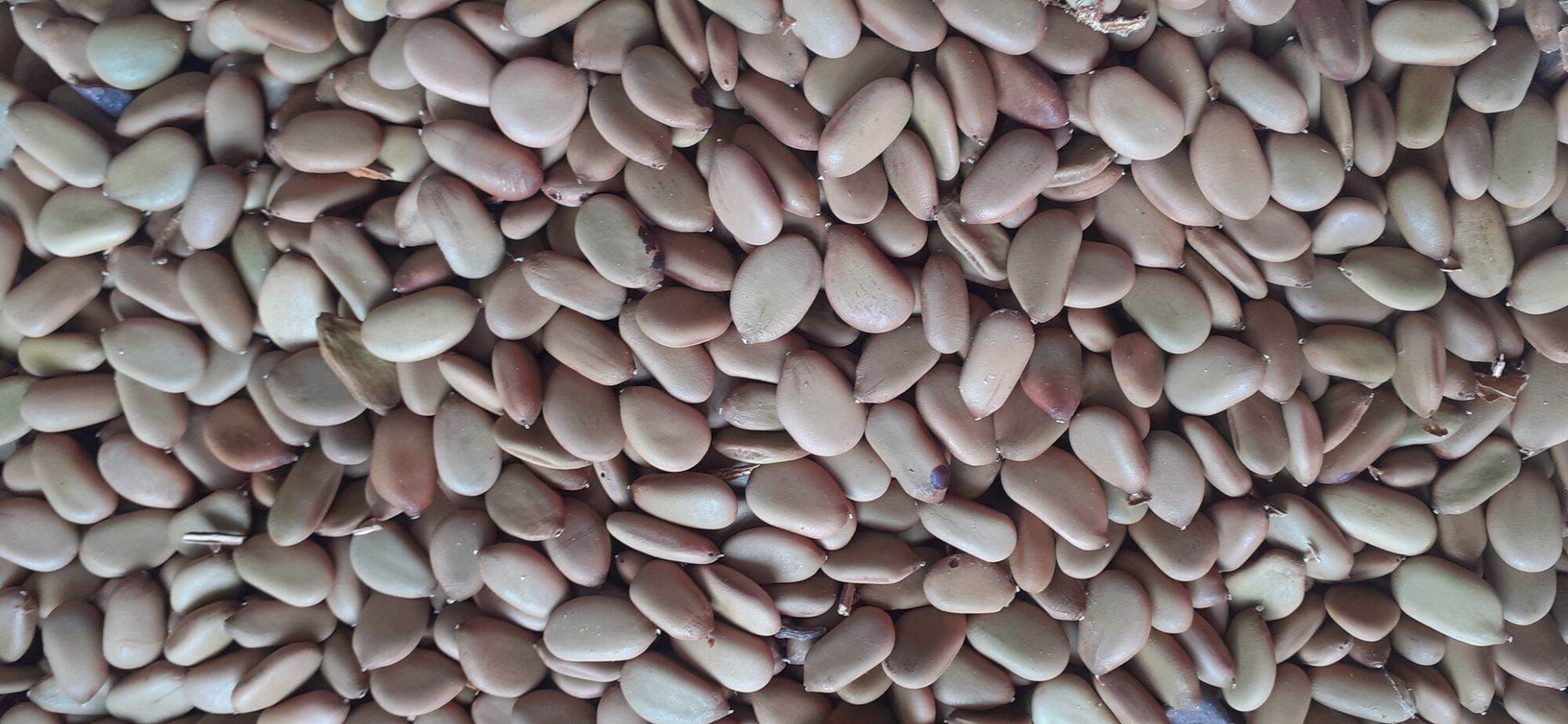 800gram hạt keo gai giống