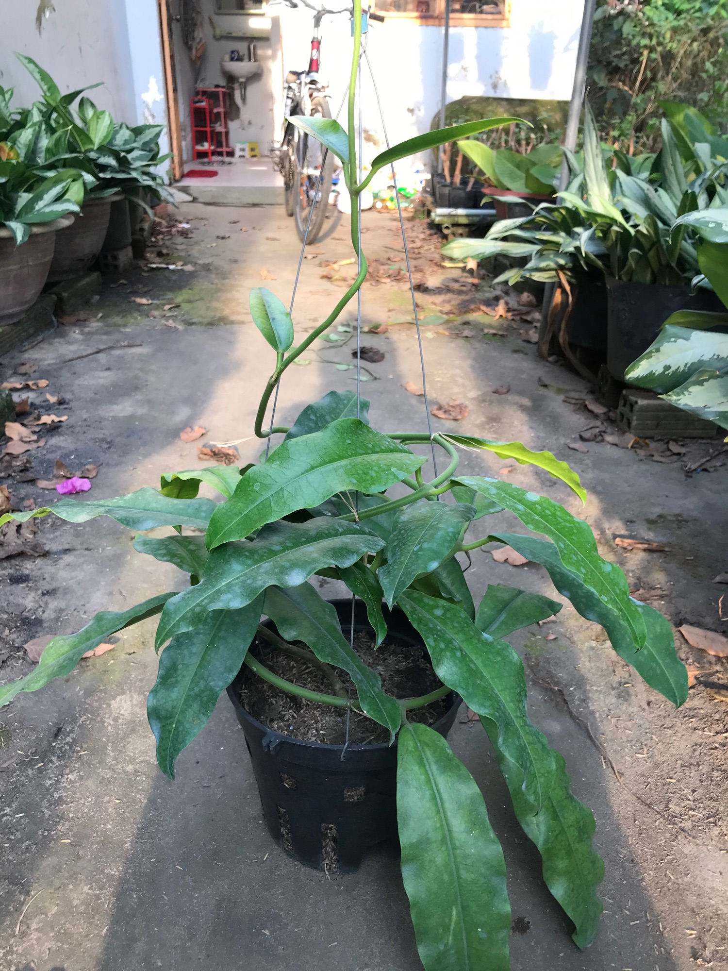 Caykiengsadec- Lan Cẩm cù lá dài + tặng phân bón